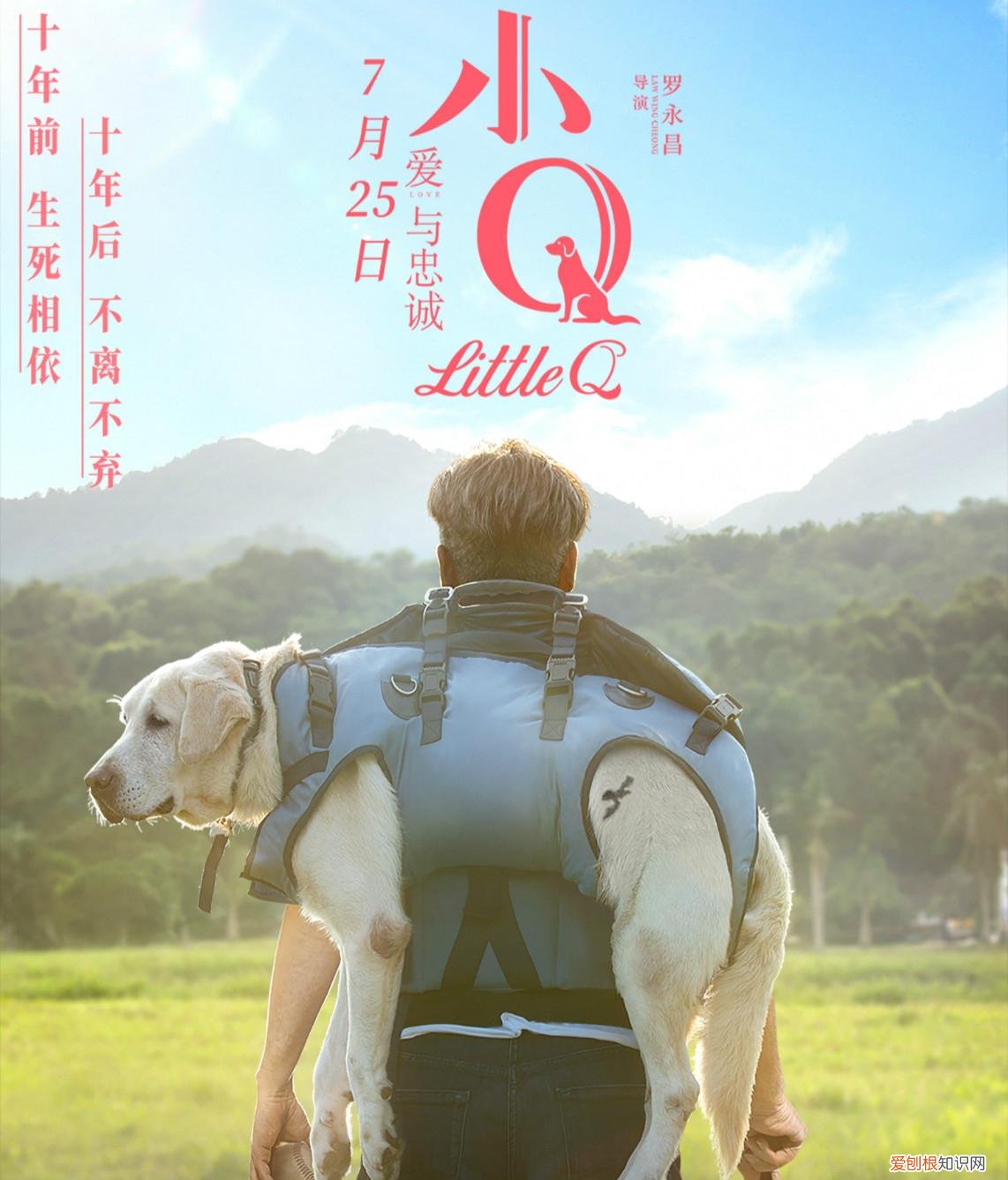 天使狗叫什么,狗狗是坠入人间的天使,请善待它们,谨以此篇献给所有爱狗人士