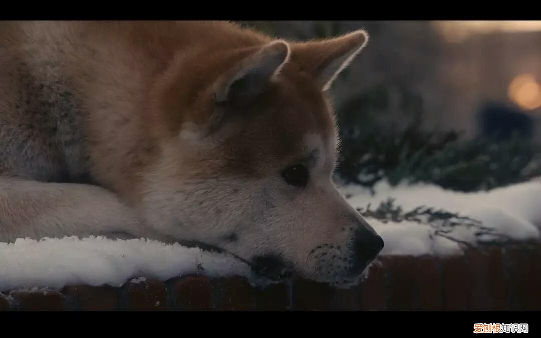 《忠犬八公的故事》观后感600字，观忠犬八公的故事有感，请善待你身边的宠物