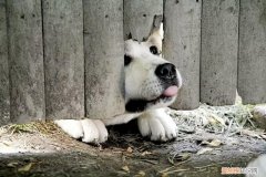 《忠犬八公的故事》观后感600字，观忠犬八公的故事有感，请善待你身边的宠物