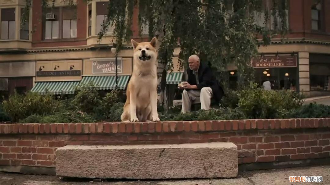 《忠犬八公的故事》观后感600字，观忠犬八公的故事有感，请善待你身边的宠物