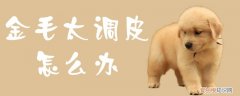 金毛太调皮怎么办，金毛太闹腾了怎么办