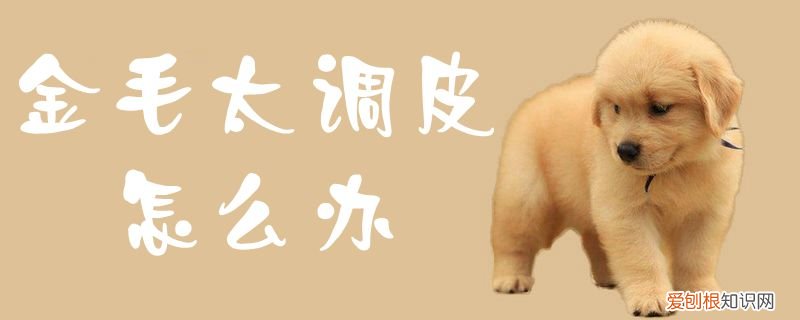 金毛太调皮怎么办，金毛太闹腾了怎么办