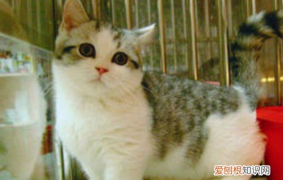 老年猫的疾病,猫老年易患疾病,猫咪老年易患疾病，老年猫有什么特征