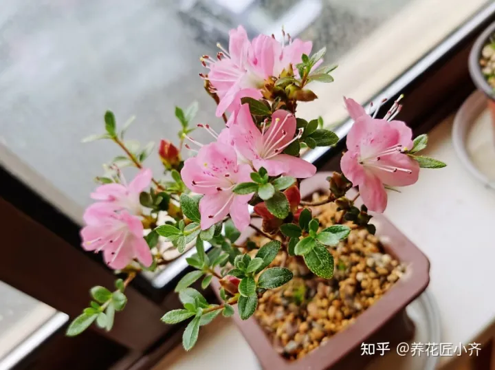 养花发圈说说，十个养花新手，九个会说花难养，剩下一个能养好，因为他学会3点