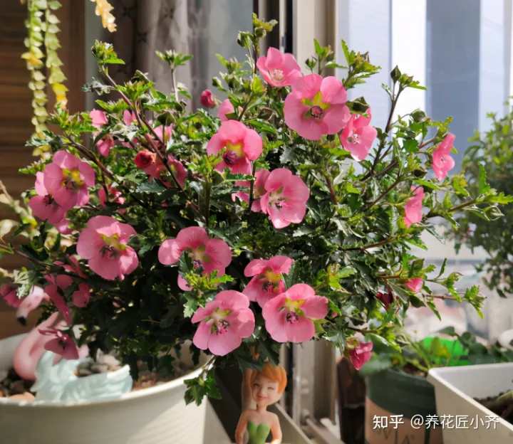 养花发圈说说，十个养花新手，九个会说花难养，剩下一个能养好，因为他学会3点