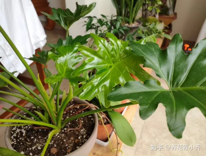 养花发圈说说，十个养花新手，九个会说花难养，剩下一个能养好，因为他学会3点