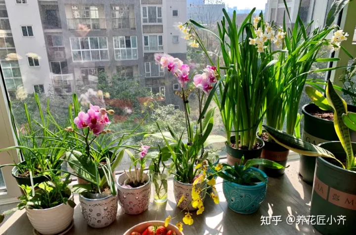 养花发圈说说，十个养花新手，九个会说花难养，剩下一个能养好，因为他学会3点
