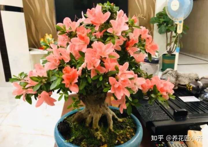 养花发圈说说，十个养花新手，九个会说花难养，剩下一个能养好，因为他学会3点