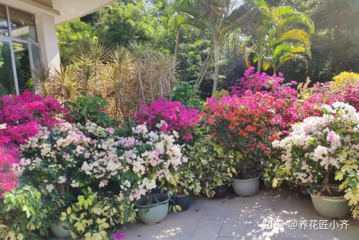 养花发圈说说，十个养花新手，九个会说花难养，剩下一个能养好，因为他学会3点