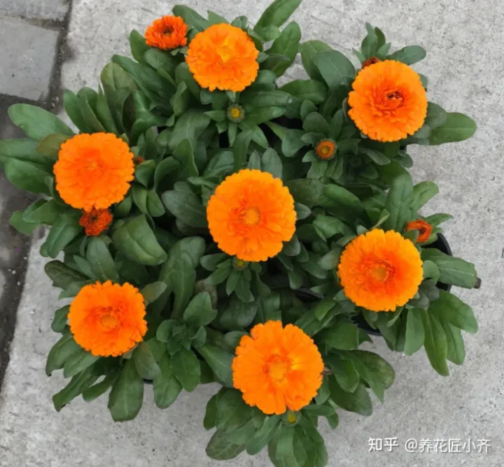 你最喜欢哪一种花你从中得到怎样的启示，学会这4点，让您喜欢的花，在您家里枝繁叶茂，不再烂根