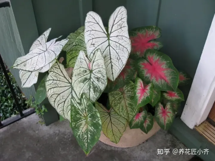 你最喜欢哪一种花你从中得到怎样的启示，学会这4点，让您喜欢的花，在您家里枝繁叶茂，不再烂根