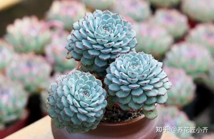 你最喜欢哪一种花你从中得到怎样的启示，学会这4点，让您喜欢的花，在您家里枝繁叶茂，不再烂根