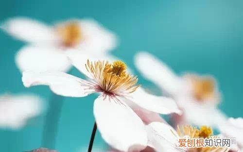 英国人喜欢猫吗,英美人的“宠物情结”和“宠物文化”