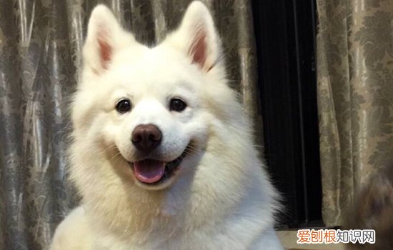 萨摩耶能吃馒头吗为什么 萨摩耶能吃馒头吗?