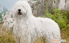 狗狗可以吃腊肠饭吗 腊肠犬能吃米饭吗
