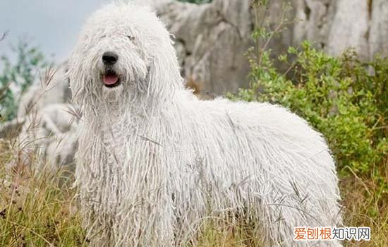 狗狗可以吃腊肠饭吗 腊肠犬能吃米饭吗