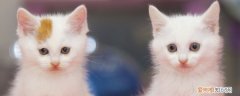 猫耳朵细菌感染,猫耳朵细菌感染怎么办,猫耳朵细菌感染咋治，猫咪耳朵感染怎么办
