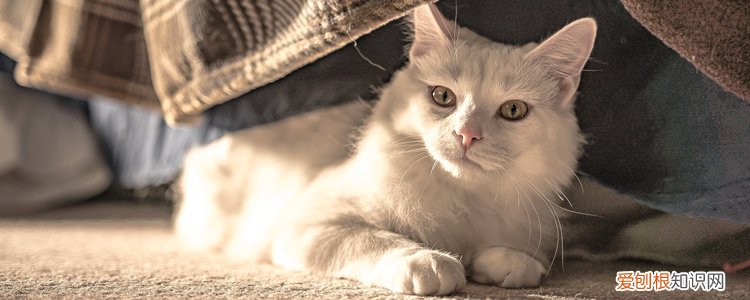猫冬天趴在地上不会冷吗,猫咪冬天睡地板会冷吗,猫冬天睡在地上会冷吗