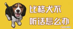 比格犬不听话怎么办，比格犬为什么不听话