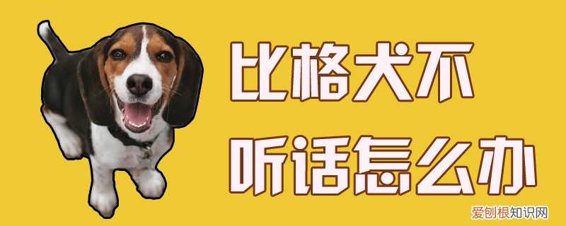 比格犬不听话怎么办，比格犬为什么不听话