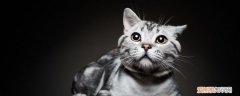 猫疝气与原始袋的区别,原始袋和疝气的区别,莫阿米疝气和原始袋的区别