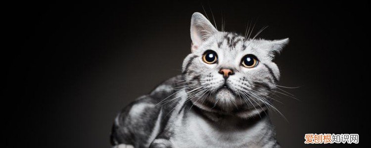 猫疝气与原始袋的区别,原始袋和疝气的区别,莫阿米疝气和原始袋的区别