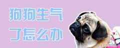 狗狗生气了怎么办，狗狗生气怎么办?