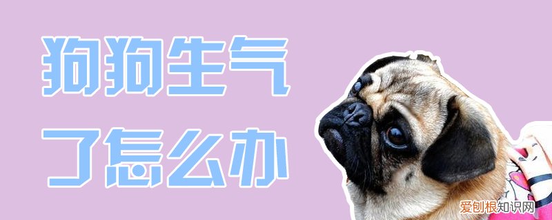 狗狗生气了怎么办，狗狗生气怎么办?