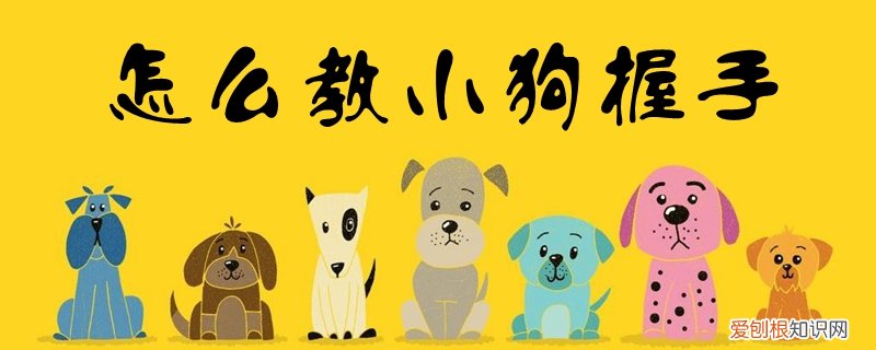 怎么教小狗握手，如何教狗狗握手?