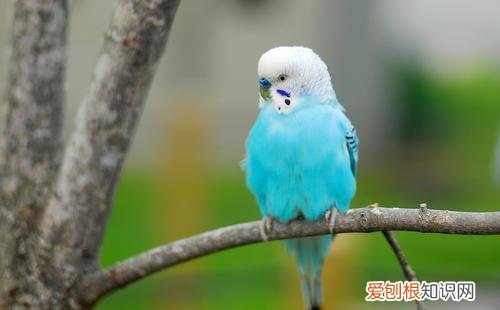 二年级第七单元我想养小动物作文怎么写,二年级七单元优秀作文赏析:《养小动物》6篇,精彩纷呈值得收藏