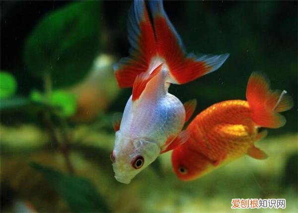 二年级第七单元我想养小动物作文怎么写,二年级七单元优秀作文赏析:《养小动物》6篇,精彩纷呈值得收藏