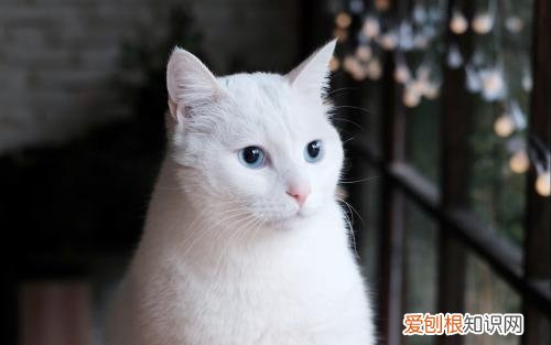 二年级第七单元我想养小动物作文怎么写,二年级七单元优秀作文赏析:《养小动物》6篇,精彩纷呈值得收藏