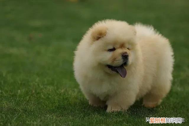 养狗的文章，〔美文〕养狗记