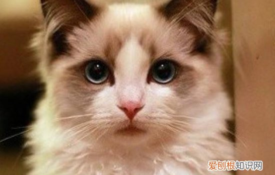 猫一直呕吐是什么情况,猫一直呕吐是怎么回事,猫一直,猫时不时的呕吐是什么原因