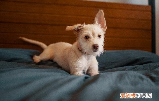 小狗抽筋怎么办 狗狗抽筋怎么办
