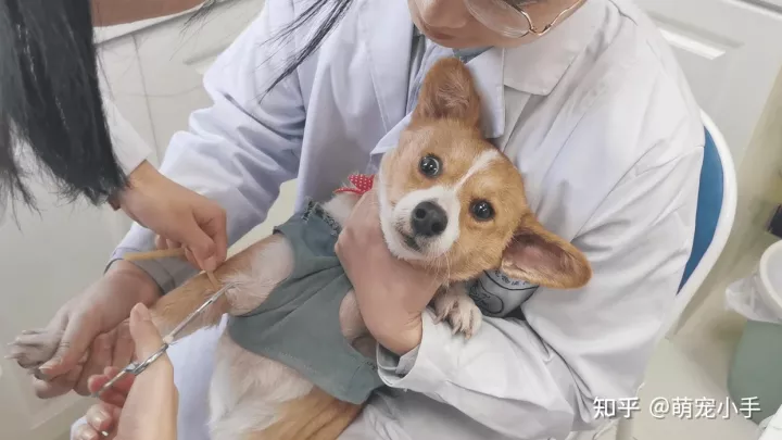 狗狗白血病怎么治,狗狗贫血怎么办?分清病因是关键,别盲目补血