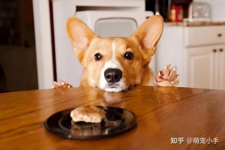 狗狗白血病怎么治,狗狗贫血怎么办?分清病因是关键,别盲目补血
