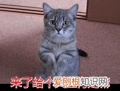 狗狗白血病怎么治,狗狗贫血怎么办?分清病因是关键,别盲目补血