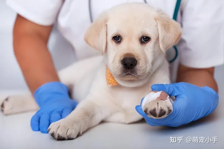 狗狗白血病怎么治,狗狗贫血怎么办?分清病因是关键,别盲目补血