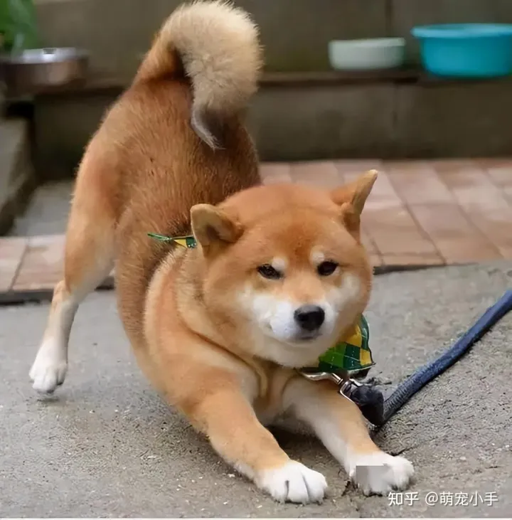 狗狗白血病怎么治,狗狗贫血怎么办?分清病因是关键,别盲目补血