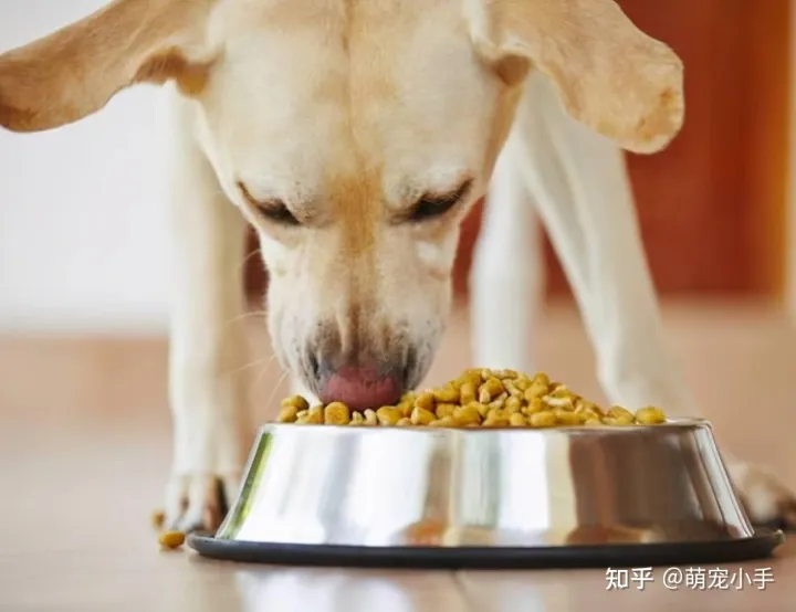狗狗白血病怎么治,狗狗贫血怎么办?分清病因是关键,别盲目补血