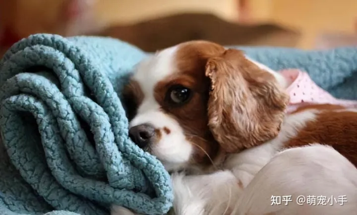 狗狗白血病怎么治,狗狗贫血怎么办?分清病因是关键,别盲目补血