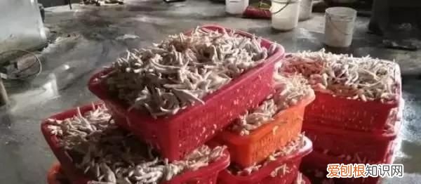 怎样去除鸡爪里的双氧水,泡过双氧水的鸡爪可以吃吗