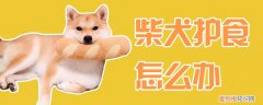 柴犬护食怎么办，柴犬绝食怎么办