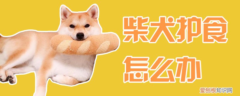 柴犬护食怎么办，柴犬绝食怎么办
