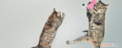 猫冬天拉肚子,冬天猫拉稀,猫冬天拉稀，猫冬天拉肚子,冬天猫拉稀,猫冬天拉稀怎么办