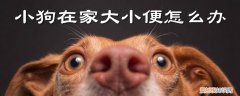 小狗在家大小便怎么办，小狗家里随便大小便怎么办