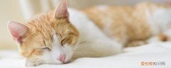 猫冬天晚上可以放阳台睡觉吗,冬天猫咪可以睡阳台嘛,冬天猫可以放在阳台吗