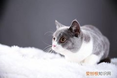 动物有关的职业，宠物的角色|读客来稿