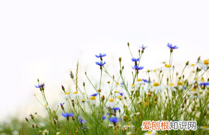 牡丹花对国家的寓意，你支持牡丹为国花吗？除了flower，花还可以这样表达